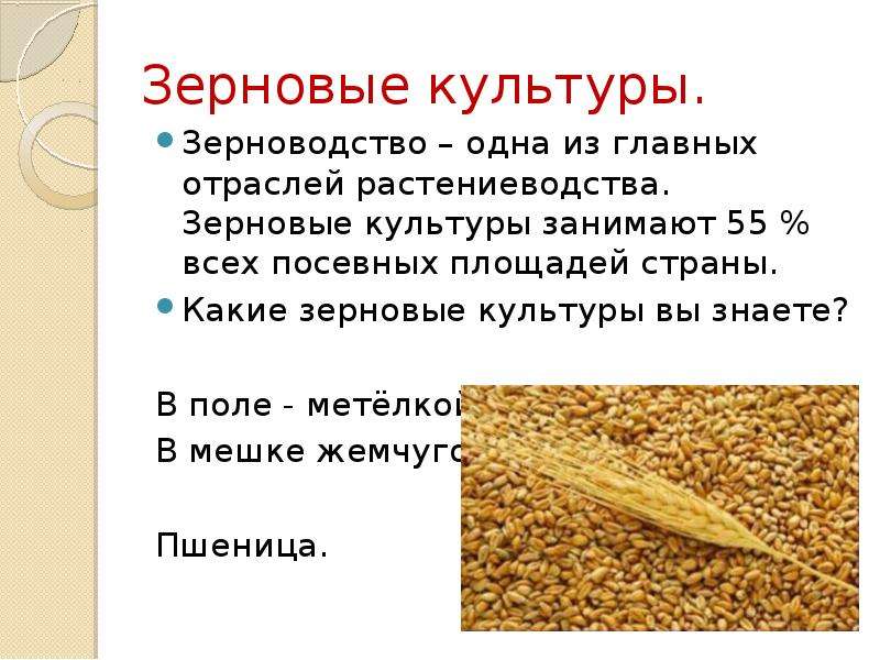 Появление зерновых культур сообщение 6 класс