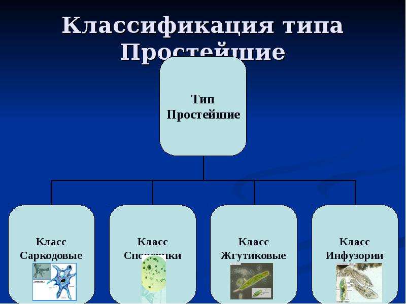 Виды животных классификация. Классификация простейших. Тип простейшие классификация. Систематика типа простейшие. Систематика и классификация простейших.