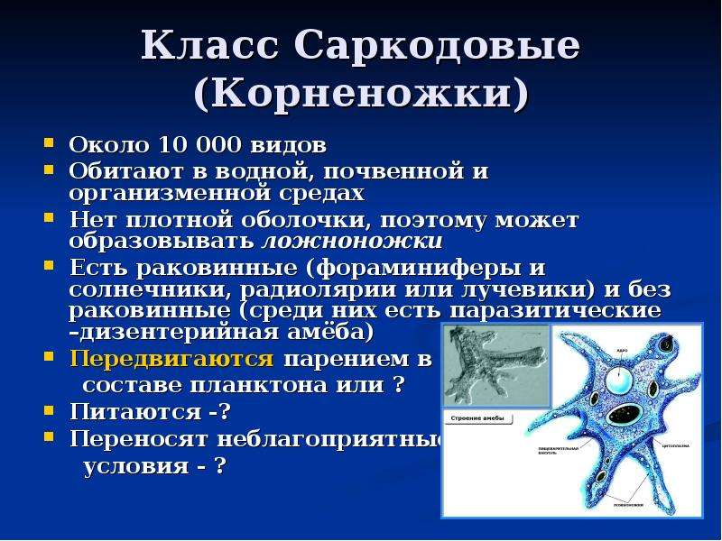 Презентация 6 класс биология простейшие презентация