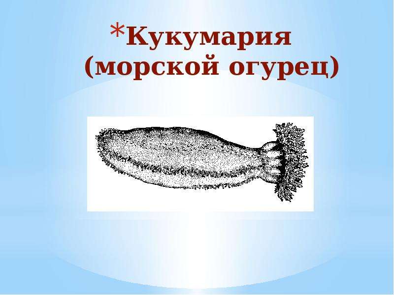 Морские огурцы рисунок