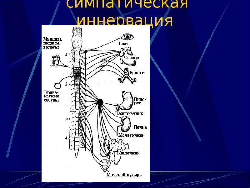 Нервные узлы сплетения. Узлы шейного отдела симпатического ствола. Шейный отдел вегетативной нервной системы. Симпатический ствол анатомия. Симпатический ствол иннервация.