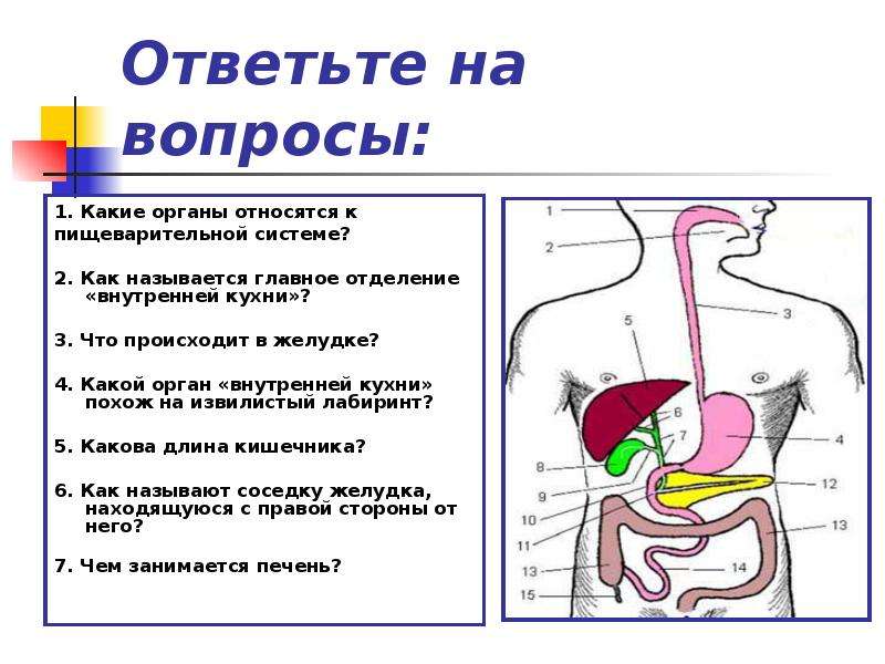 Какой важный орган человека. Главный орган системы пищеварения. Главный орган пищеварительной системы 4 класс. Вопросы по пищеварительной системе. Какие органы относятся к пищеварительной системе.