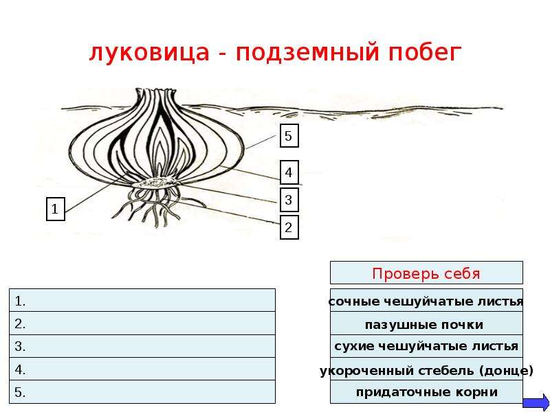 Отметь рисунок на котором изображен видоизмененный побег луковицы