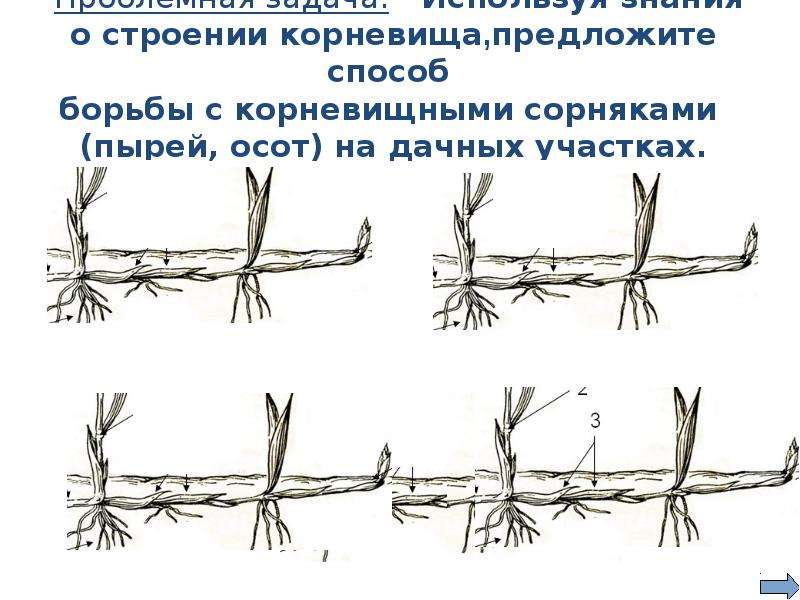 Зарисуйте растение пырея отразив на рисунке надземную и подземную части