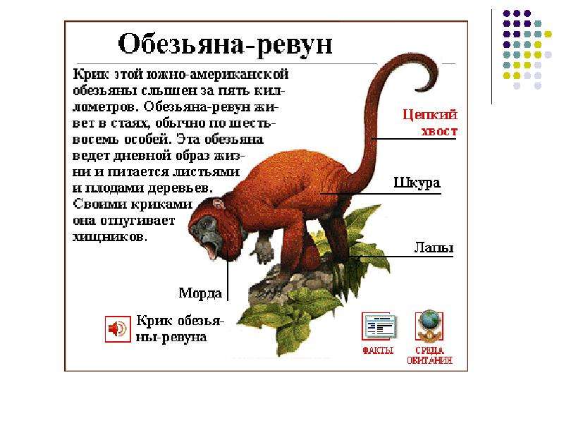 Презентация обезьяны 7 класс биология