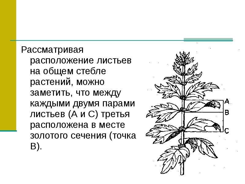 Рассмотрите расположение. Расположение листьев на общем стебле растений. Дуб расположение листьев. Расположение листьев на стебле шиповника. Расположение листьев на стебле пшеницы.