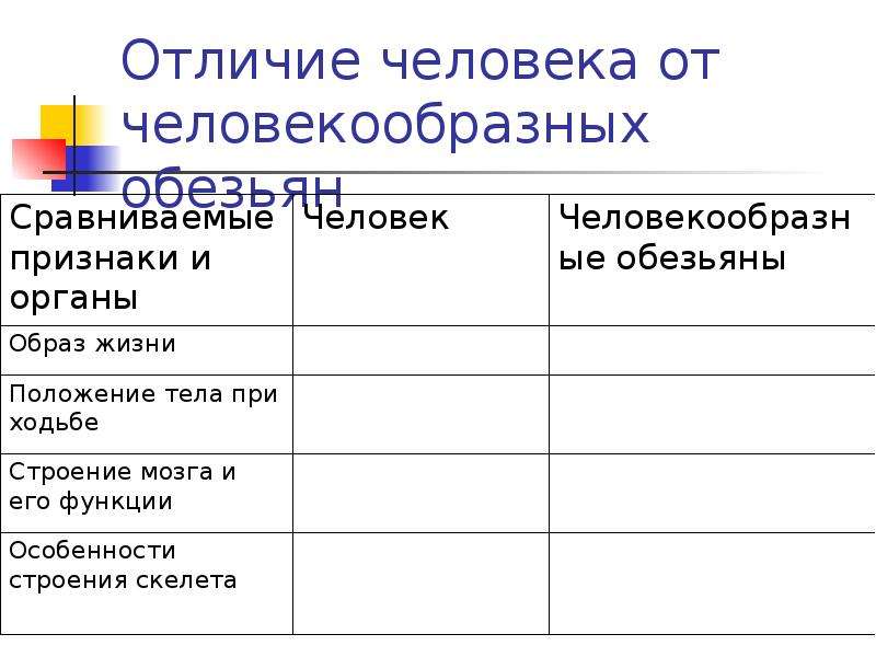 Рассмотрите рисунок укажите черты сходства и различия человека и человекообразных обезьян