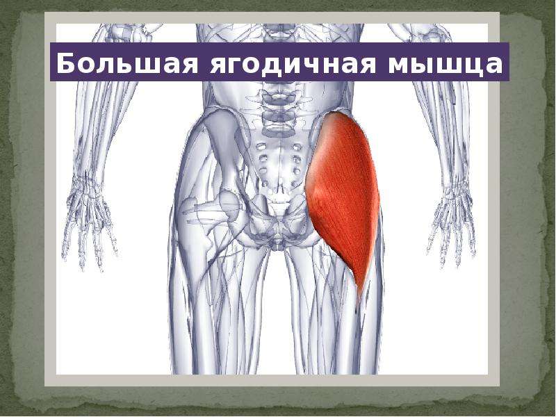 Большая ягодичная мышца функции