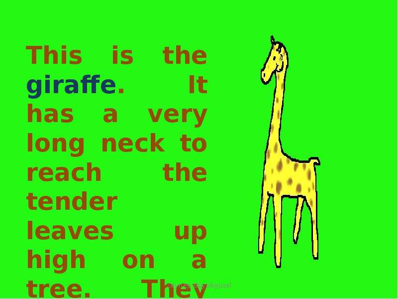 A giraffe has got a long neck