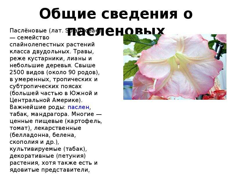 Особенности пасленовых растений 7 класс. Класс двудольные семейство Паслёновые. Двудольные растения семейство Пасленовые. Морфологические признаки семейства Пасленовые. Класс двудольные семейство Пасленовые признаки.