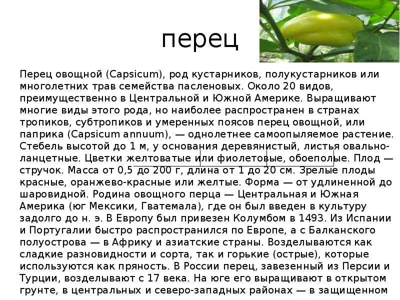 К какому семейству относится перец. Перец информация. Доклад про перец. Рассказ о перце. Перец для презентации.