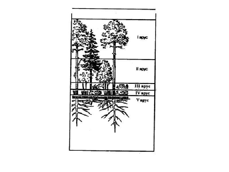 Ярусы хвойного леса схема
