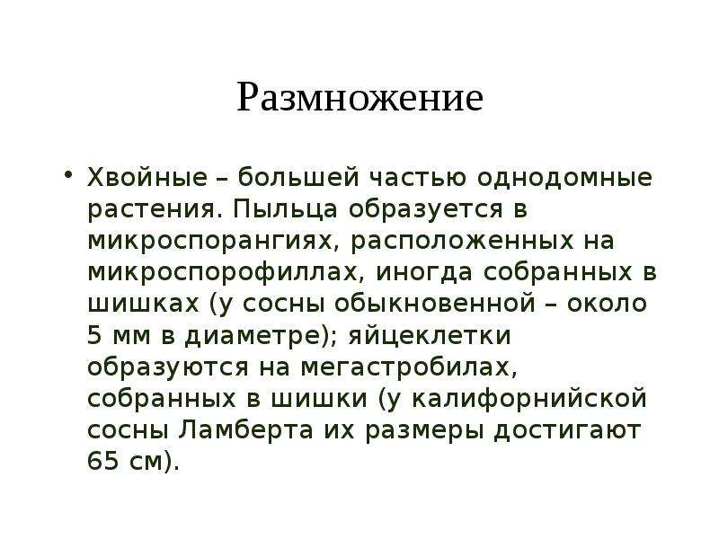 Суждения о размножении хвойных растений. Размножение хвойных. Размножение хвойных растений. Хвойные растения размножаются. Как размножаются хвойные растения кратко.