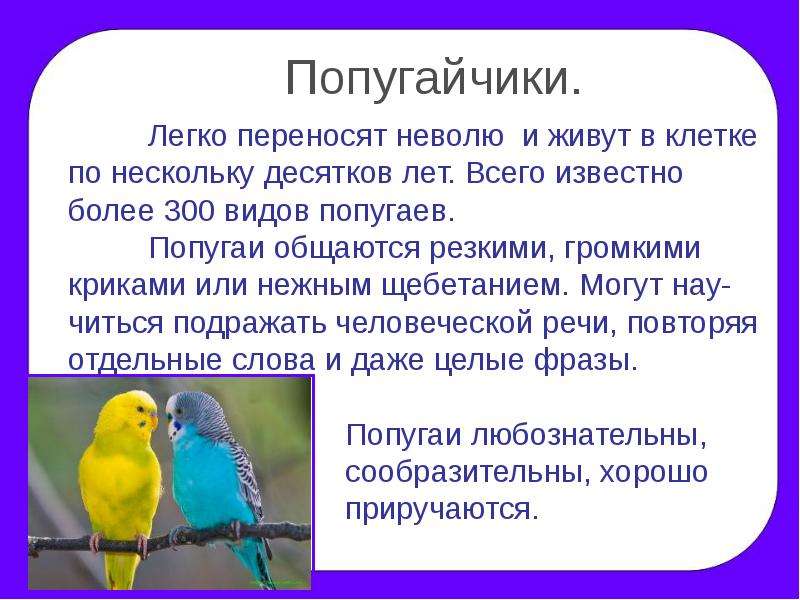 Проект по окружающему миру 2 класс наши питомцы