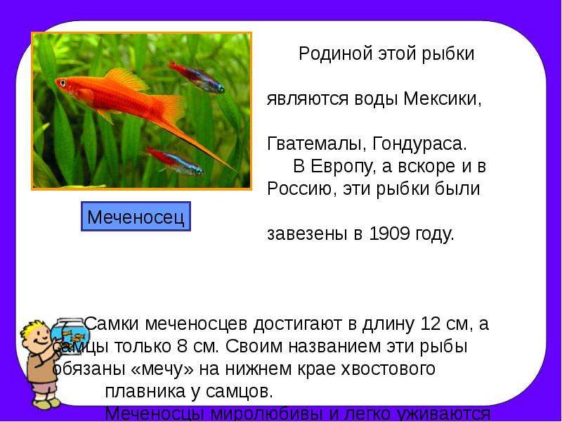 Проект мои домашние питомцы 1 класс окружающий мир рыбки в аквариуме