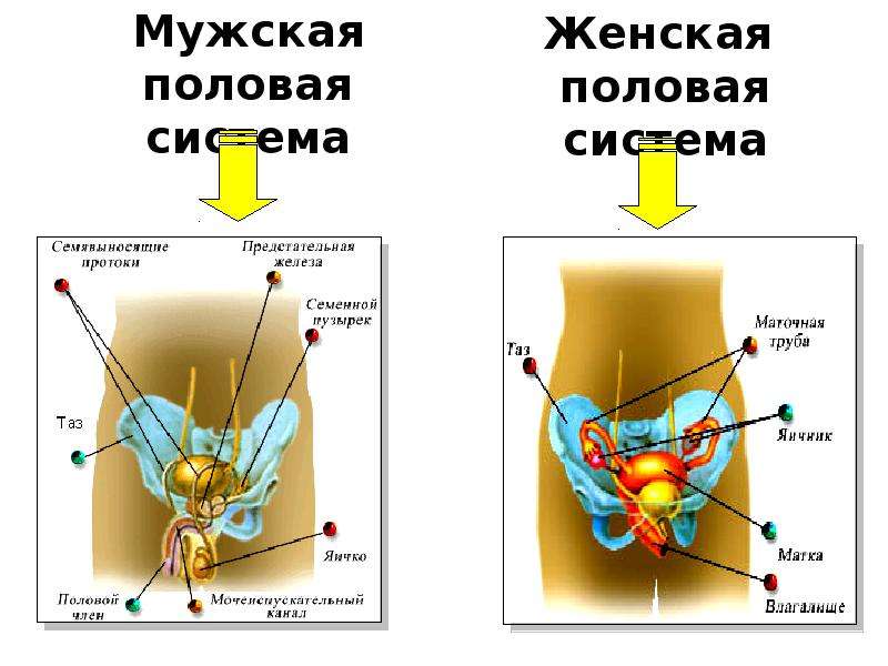 Презентация на тему мужская половая система