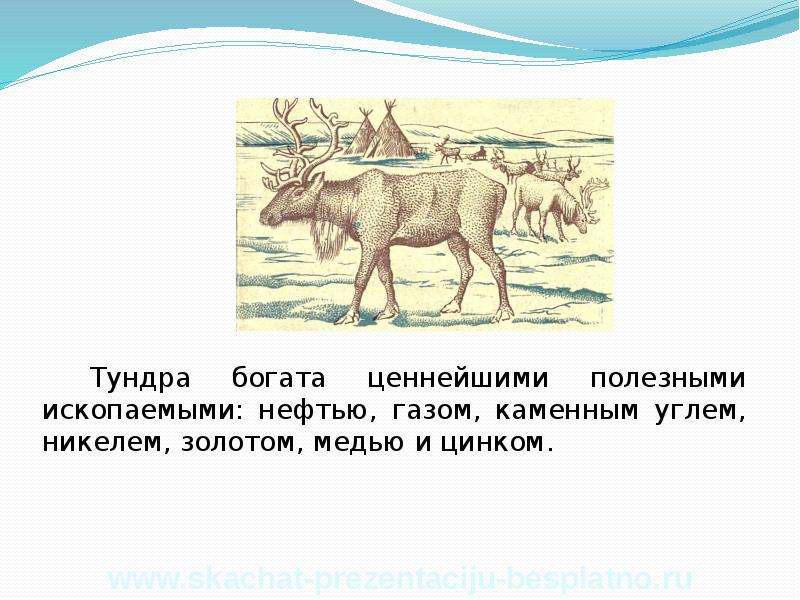 Какие богатства тундры использует. Полезные ископаемые тундры. Природные богатства тундры. Полезные ископаемые зоны тундры. Полезные ископаемые тундры в России.