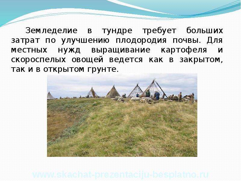 Тундра плодородие. Земледелие в тундре. Плодородие в тундре. Полярное земледелие в тундре.