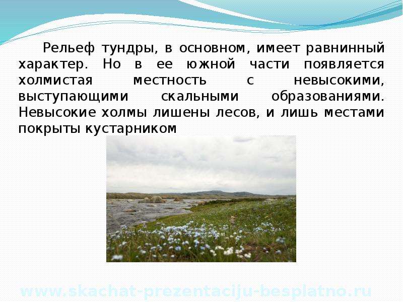 В основном имеет. Зона тундры рельеф. Особенности рельефа тундры в России. Рельеф тундры. Особенности рельефа тундры.