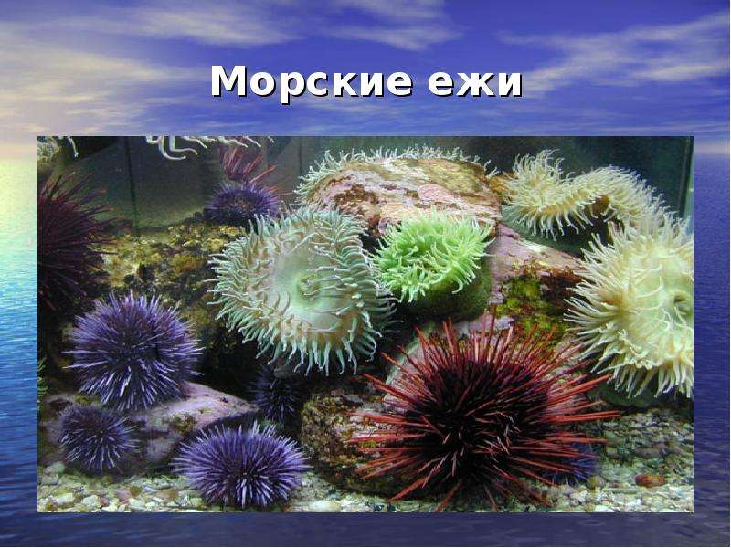 Морские ежи презентация