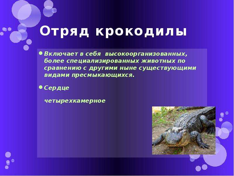 Как доказать что пресмыкающиеся. Отряд крокодилы. Отряд крокодилы презентация. Характеристика отряда крокодилы. Презентация крокодилы 7 класс биология.