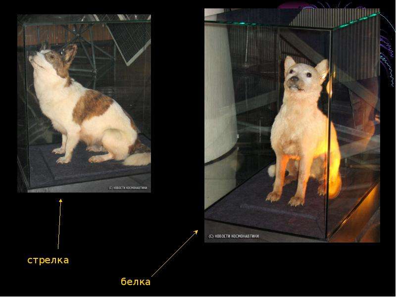 Животные в космосе Собаки Обезьяны, слайд 4