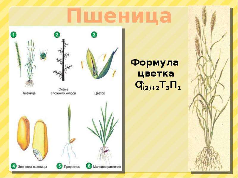 Стебель пшеницы. Однодольные растения кукуруза. Строение цветка пшеницы формула. Строение пшеницы семейство злаковых. Семейство злаковых формула пшеницы.