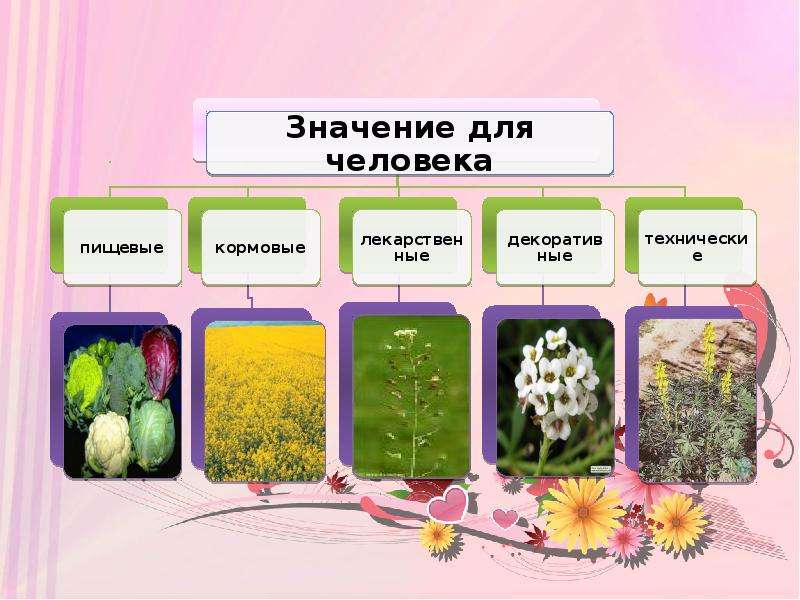 Семейство высших растений