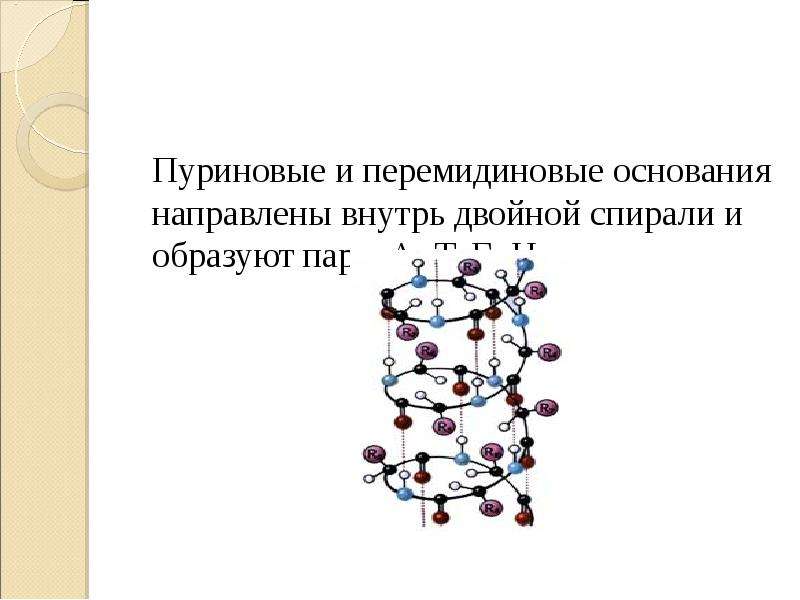 Презентация о днк