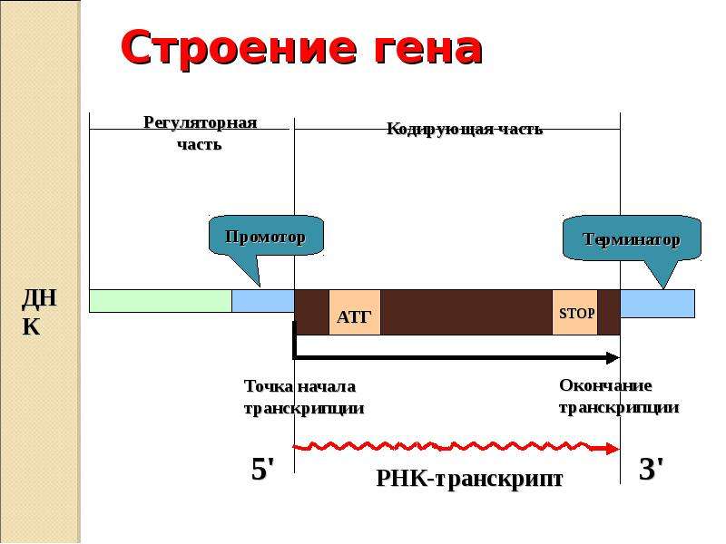 Ген строение. Строение Гена. Кодирующая часть Гена. Регуляторный участок Гена. Строение кодирующей части Гена.