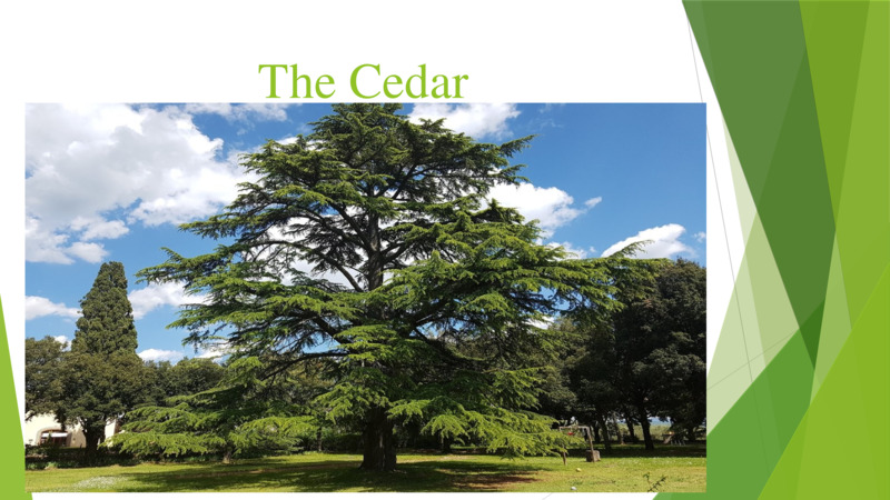The Cedar  