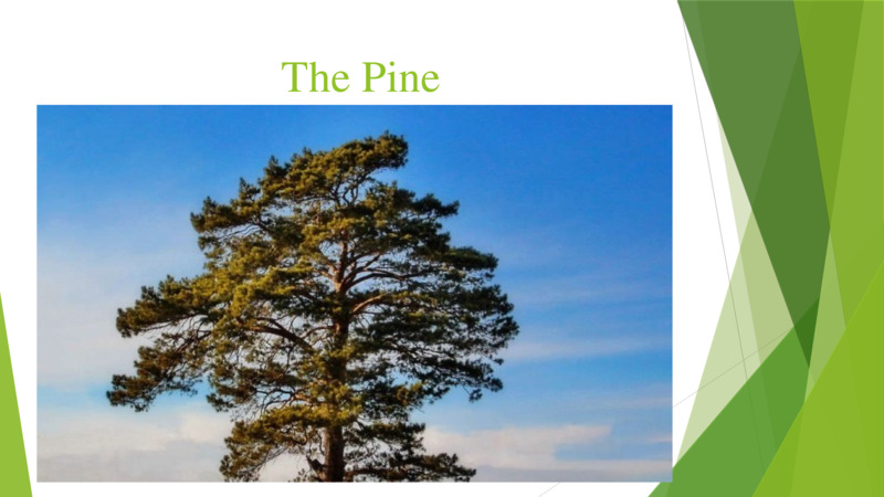 The Pine  