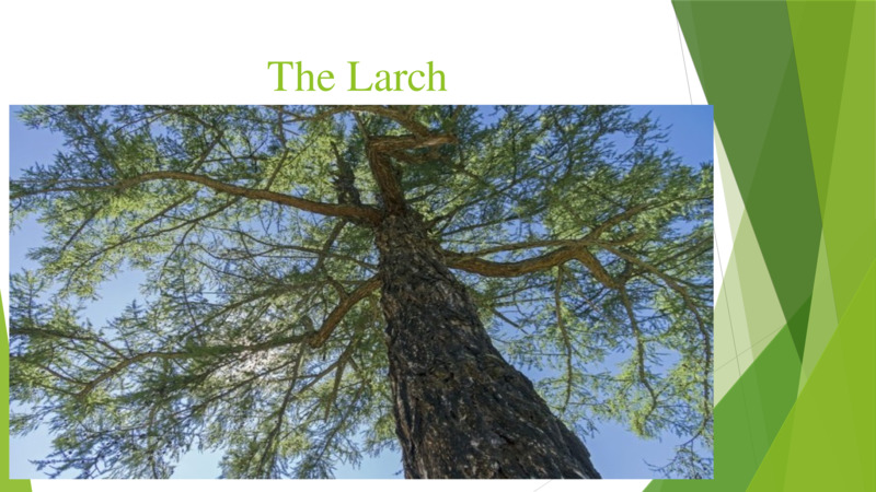 The Larch  