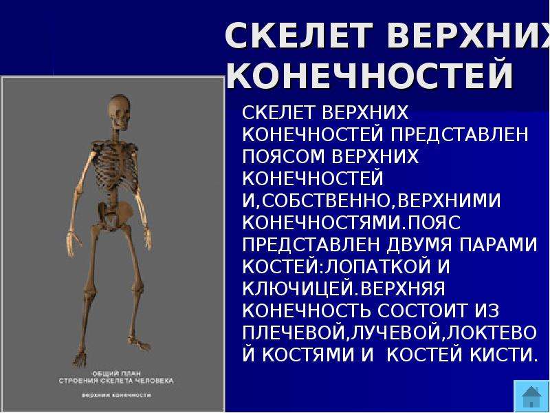 Функции скелета задних конечностей. Опорно двигательная система скелет верхней конечности. Функции скелета верхних конечностей. Функции скелета верхних верхних конечностей. Общий обзор скелета конечностей.