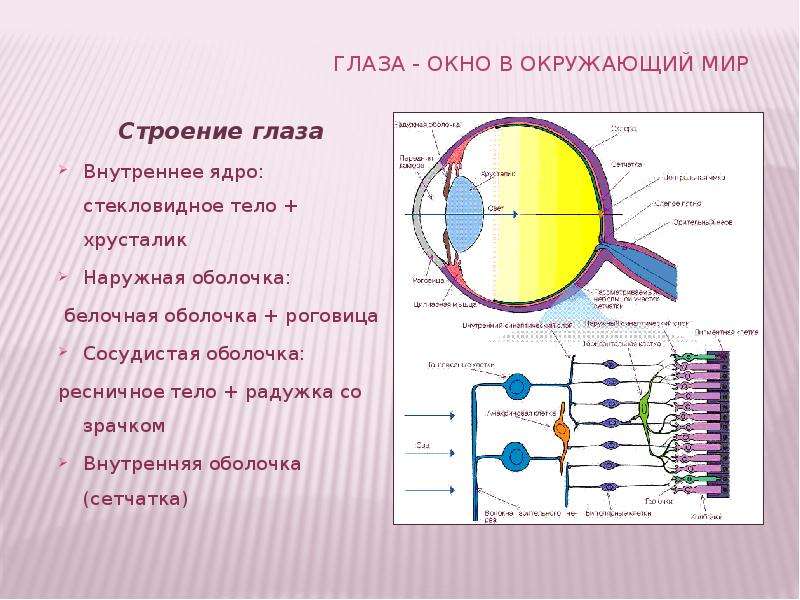 Изображение видимых предметов формируется на роговице