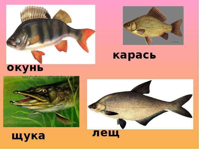 Лещи разбор