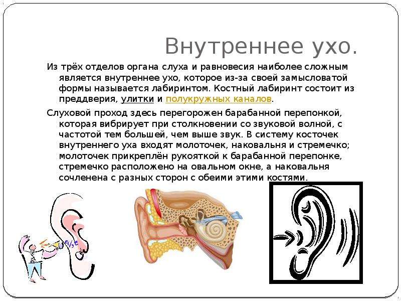 Внутреннее ухо функции. Внутреннее ухо функции и отдел. Функции улитки внутреннего уха. Костный Лабиринт внутреннего уха состоит из. Функции органов внутреннего уха.