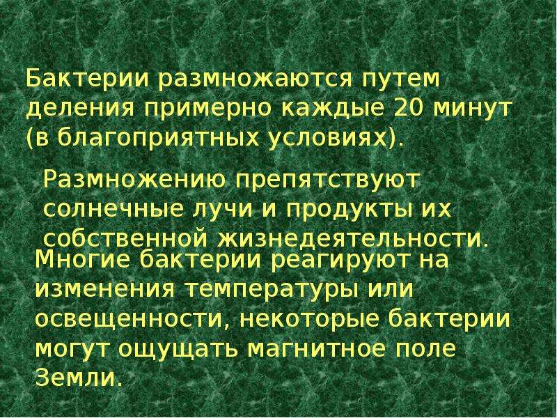 Презентация на тему бактерии 5 класс по биологии