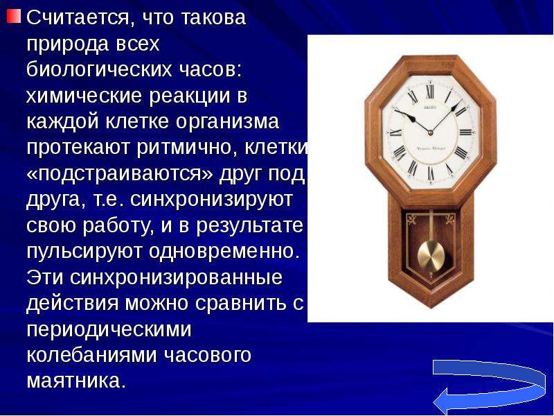 Биологически 5 часы. Биологических часов. Биологические часы организма. Часы Биоритм. Биологические часы человека сообщение.