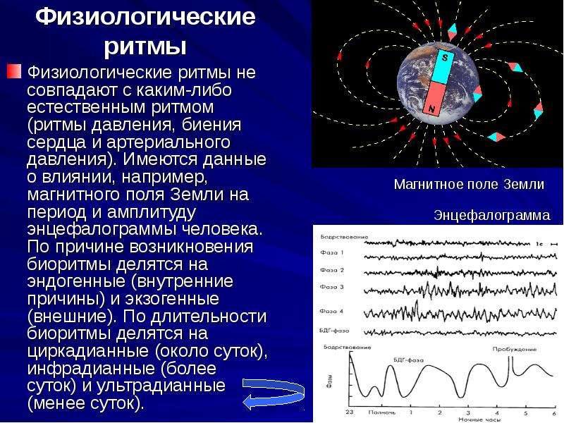 Биологические ритмы картинки