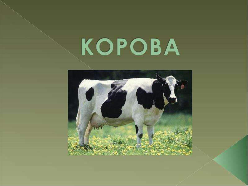 Домашнее животное корова проект