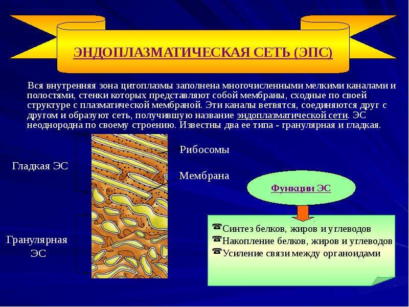 Внутренняя зона. Гладкая ЭПС обеспечивает Синтез. Плазматическая сеть. Два типа ЭПС. Клетки соединяются друг с другом.