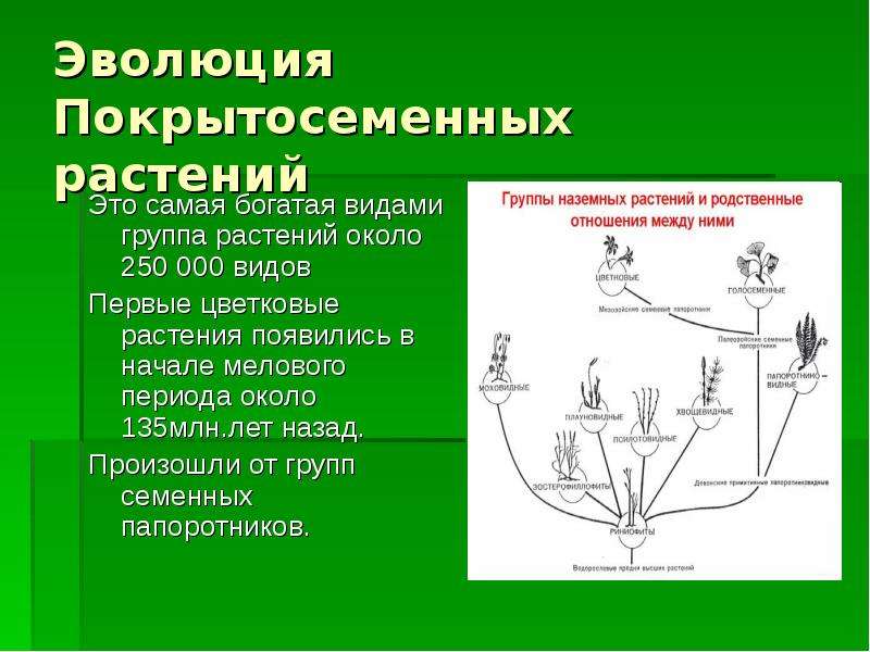 Презентация по биологии эволюция высших растений - 98 фото