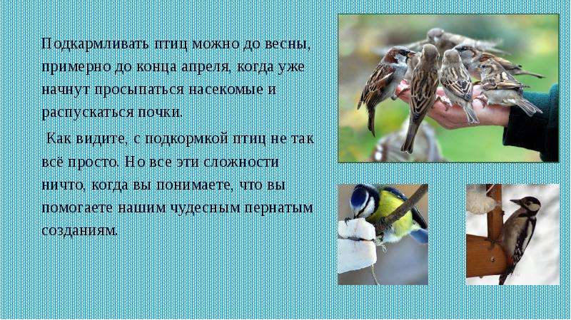 Что можно птицам. Когда начинать подкармливать птиц. Чем подкармливать птиц весной. Чем подкормить птичек весной. Чем кормить птиц весной.