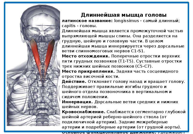 Ременная мышца. Длиннейшая мышца головы. Ременная мышца головы и шеи иннервация. Ременная мышца головы функции. Самая длинная мышца головы.