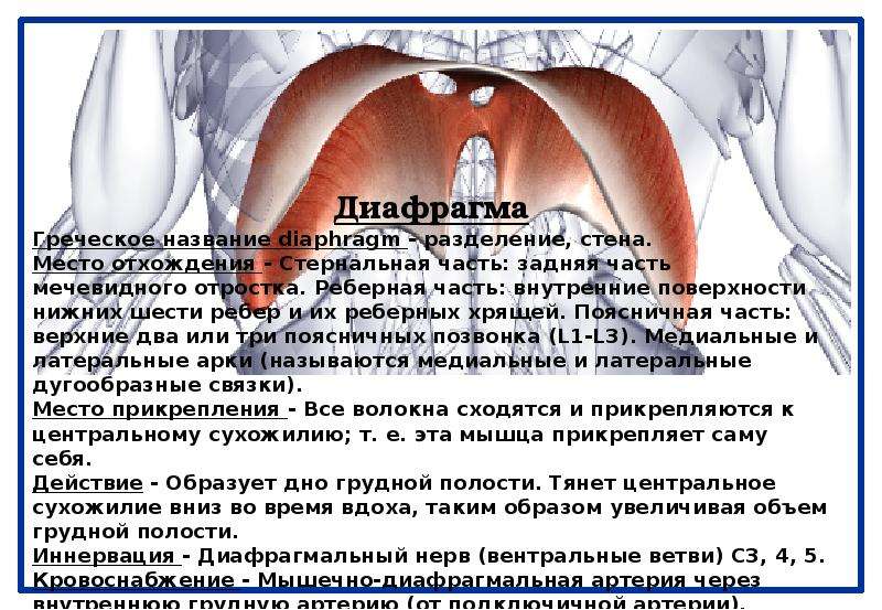 Сколько диафрагмы. Диафрагма место прикрепления. Функции диафрагмы человека. Диафрагма начало прикрепление.