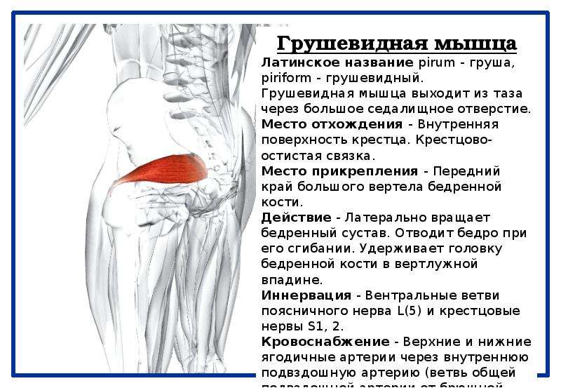 Грушевидная мышца где находится фото