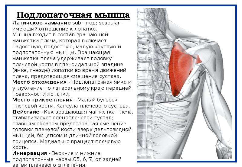 Почему болят мышцы плеча. Подлопаточная мышца упражнения.