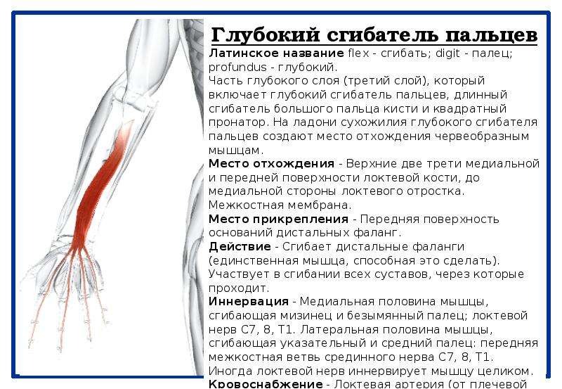 Болит мышца локтя. Сгибатели пальцев кисти анатомия. Сухожилия мышц сгибателей пальцев. Мышцы сгибатели пальцев кисти. Поверхностный сгибатель пальцев кисти.