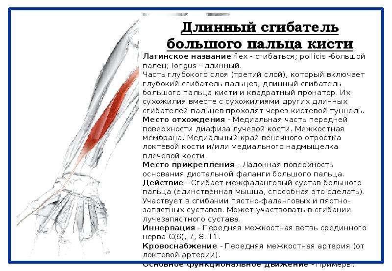 Длинная латинский. Длинный сгибатель большого пальца кисти мышца. Разгибатели 1 пальца. Длинный сгибатель 1 пальца. Разгибатель 1 пальца стопы.